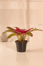 Neoregelia Lila