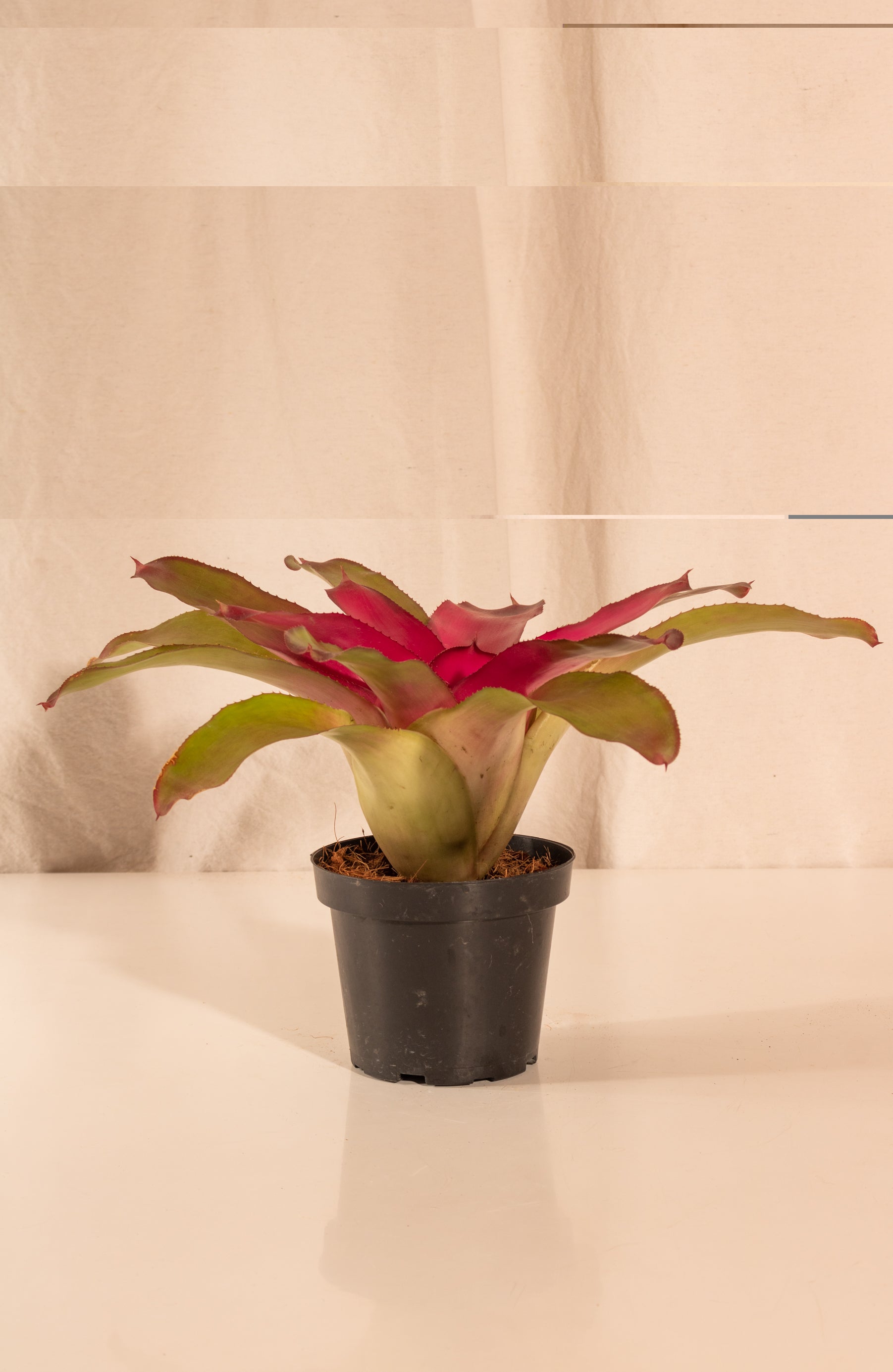 Neoregelia Lila