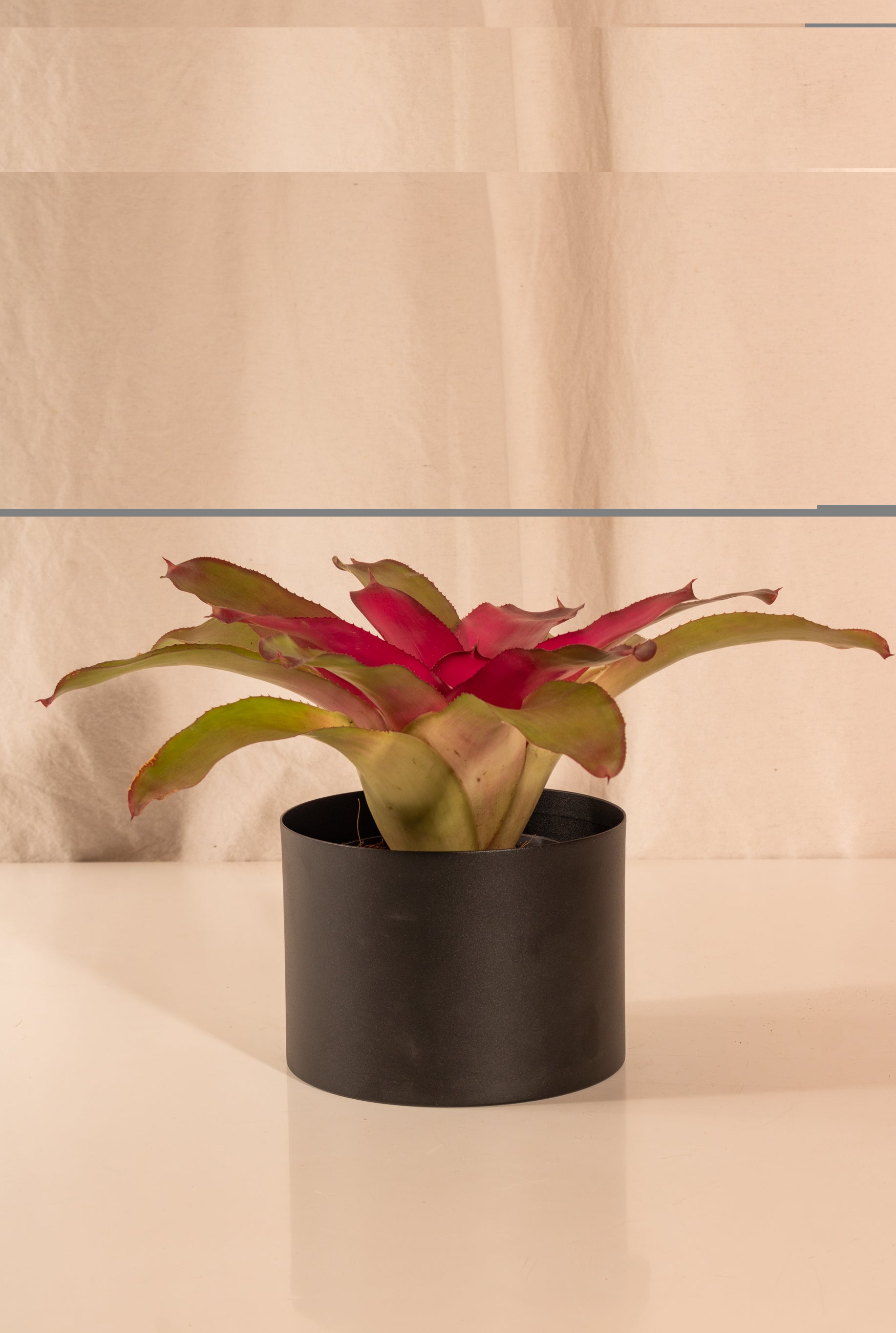 Neoregelia Lila