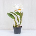 Cattleya Old Whitey