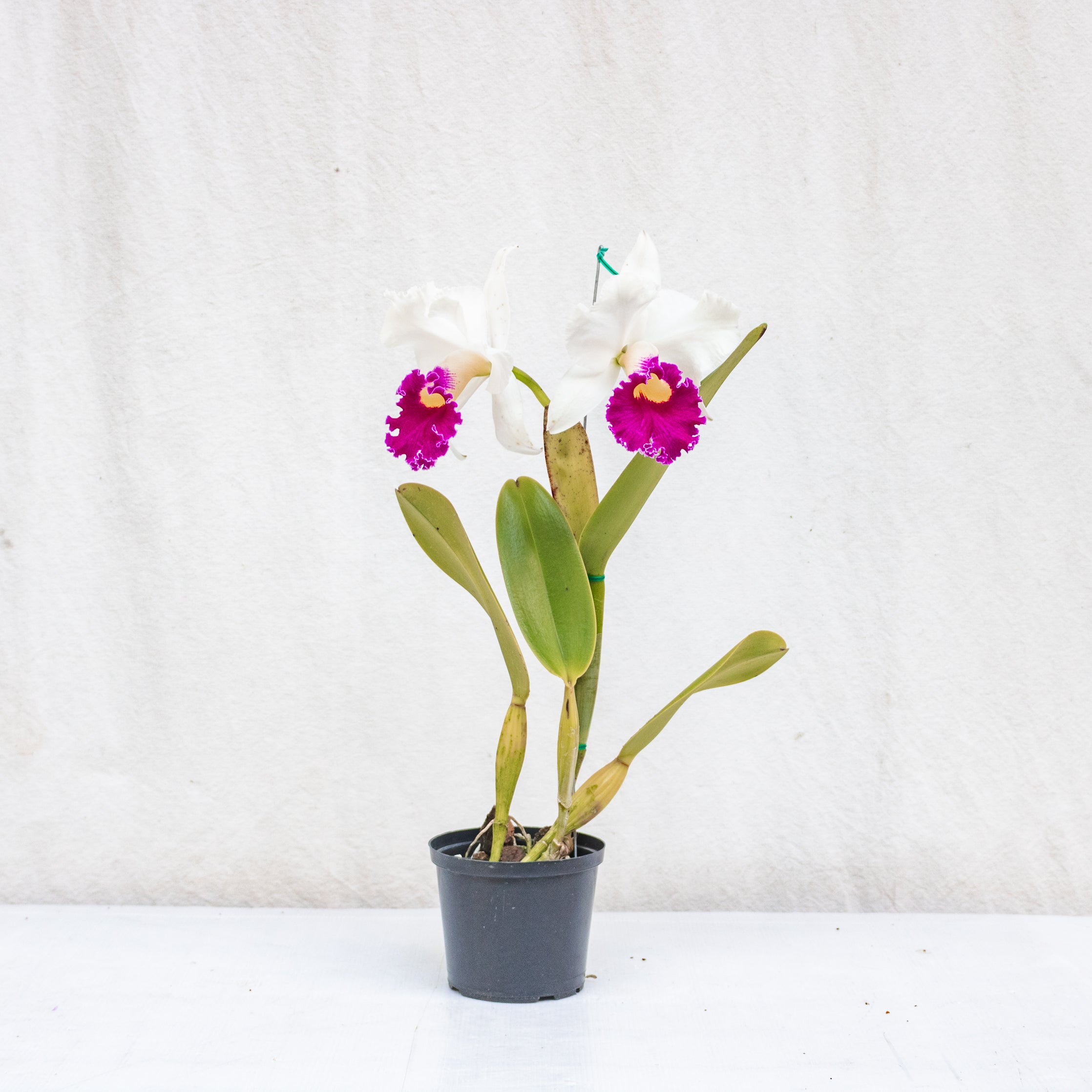 Cattleya LC Sheila Lauterbach