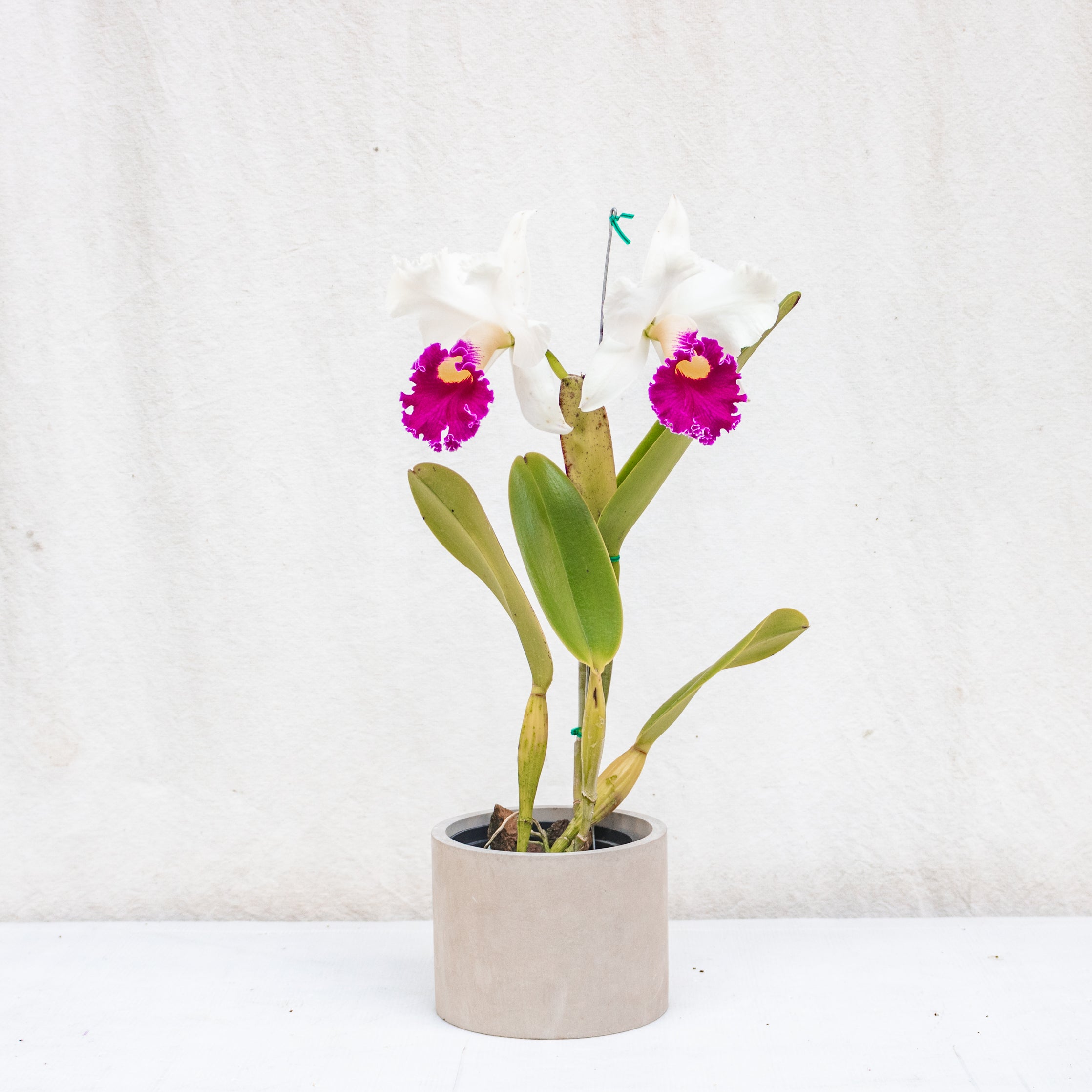 Tarro de Concreto Gris