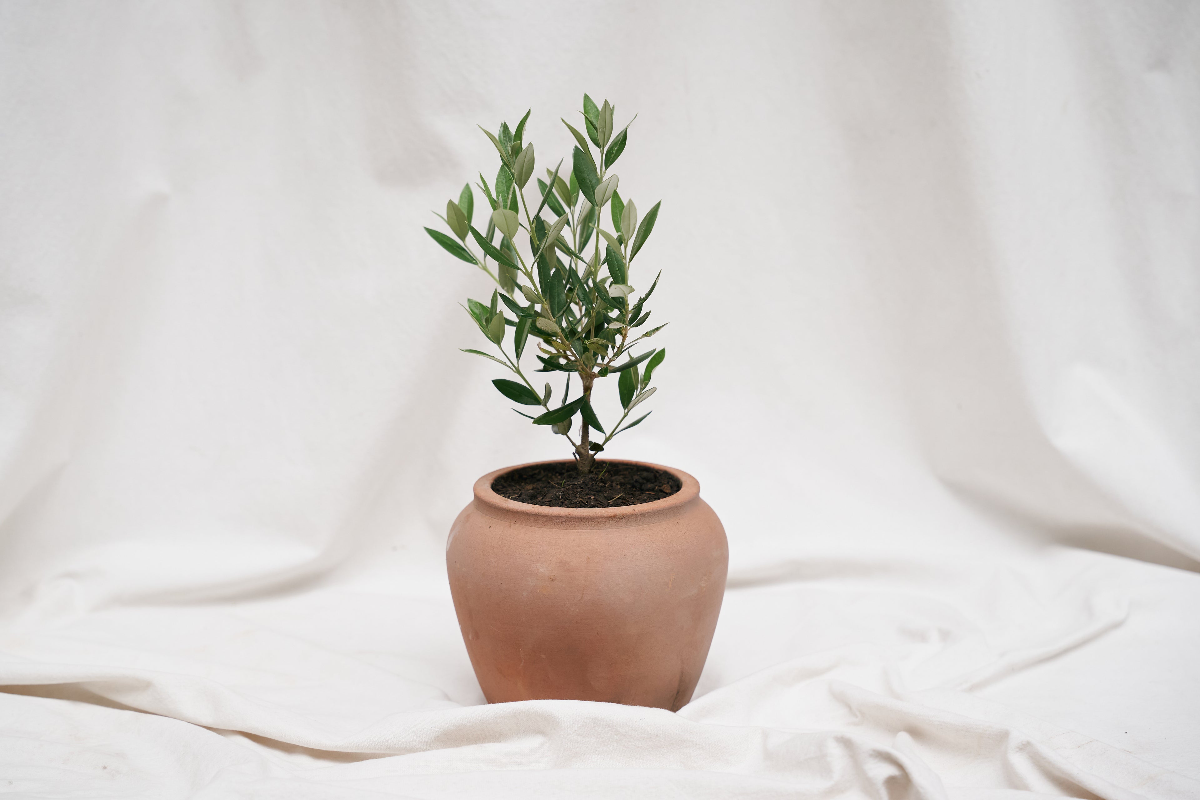 Mini Olivo en matera barro lisa