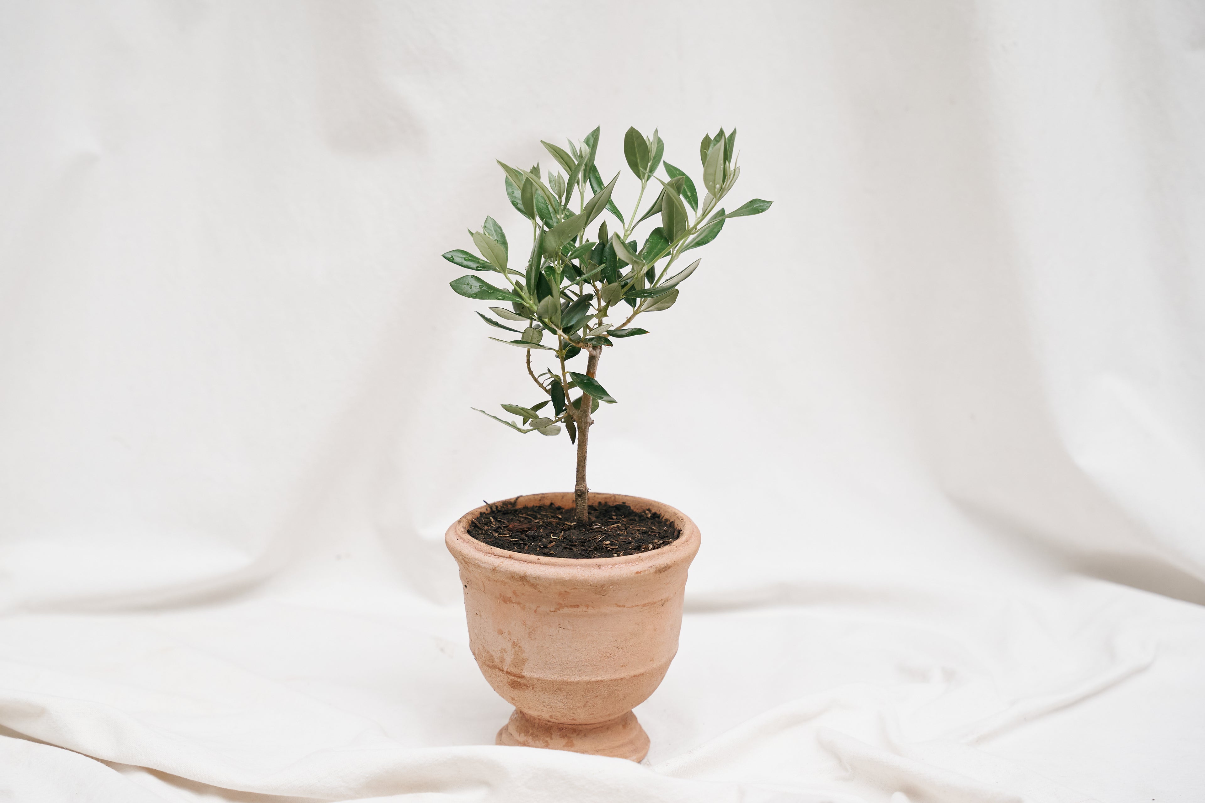 Mini Olivo en matera barro tipo copa