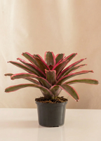 Neoregelia Cacharondo