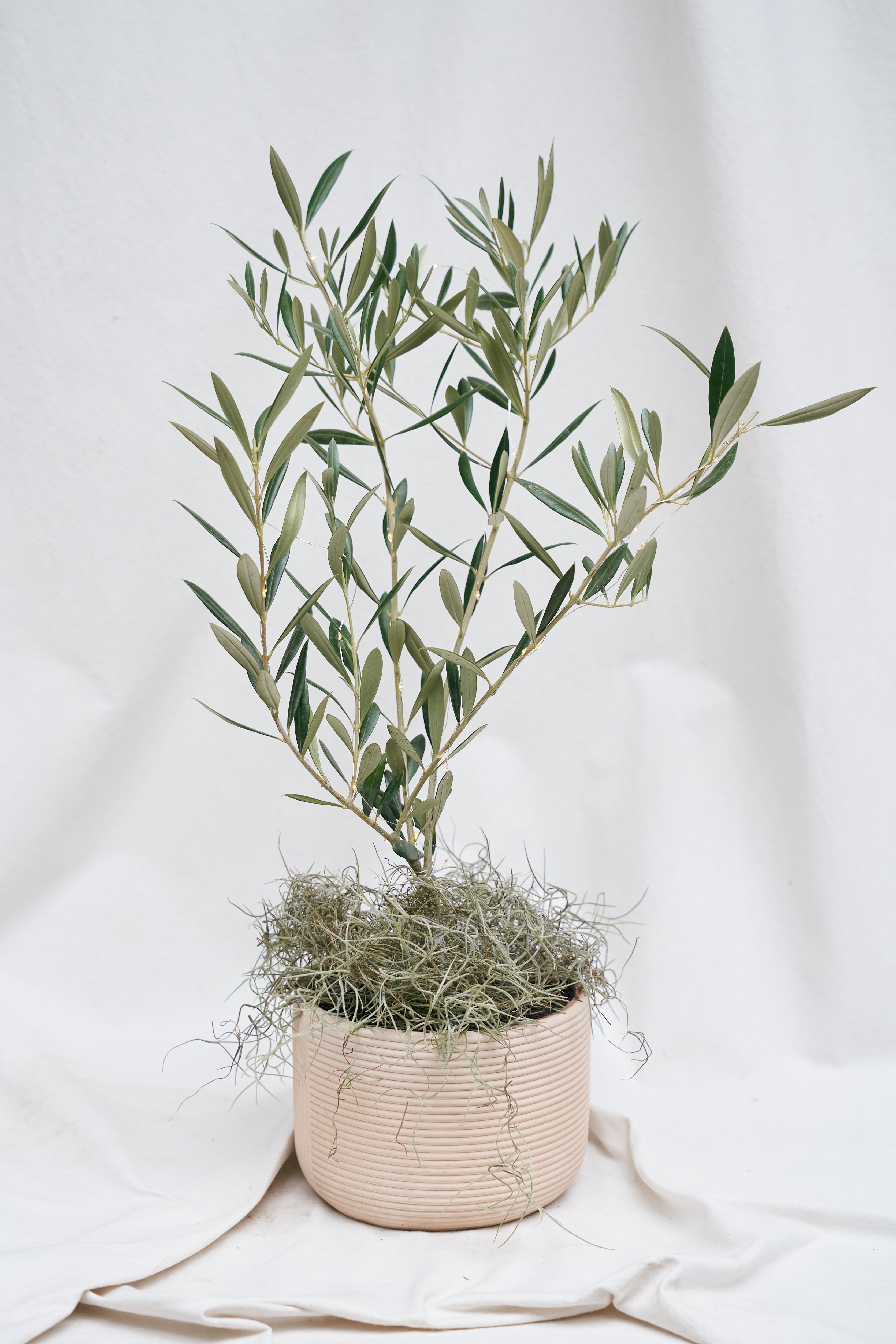 Olivo Mediano en Matera Rayada de Concreto