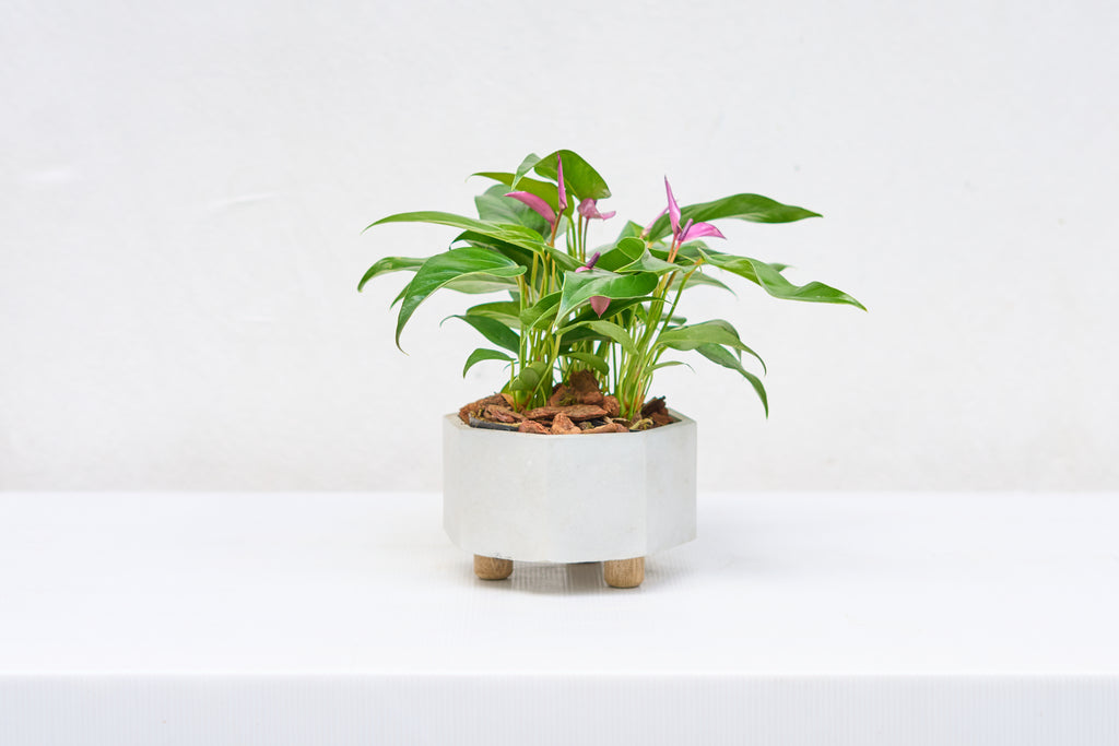 Matero Terrario Octagonal