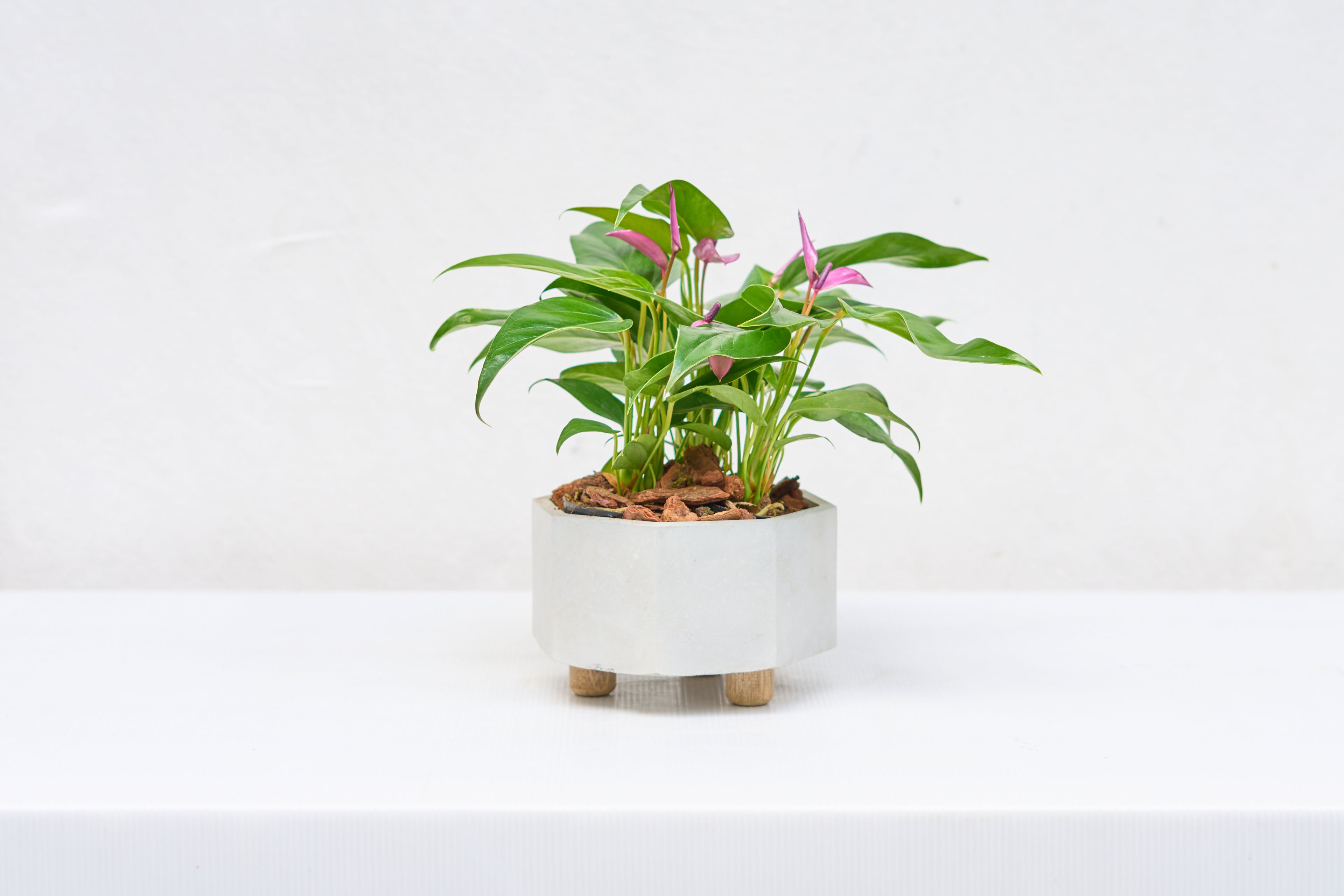 Matero Terrario Octagonal