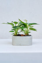 Matero Terrario Ovalo