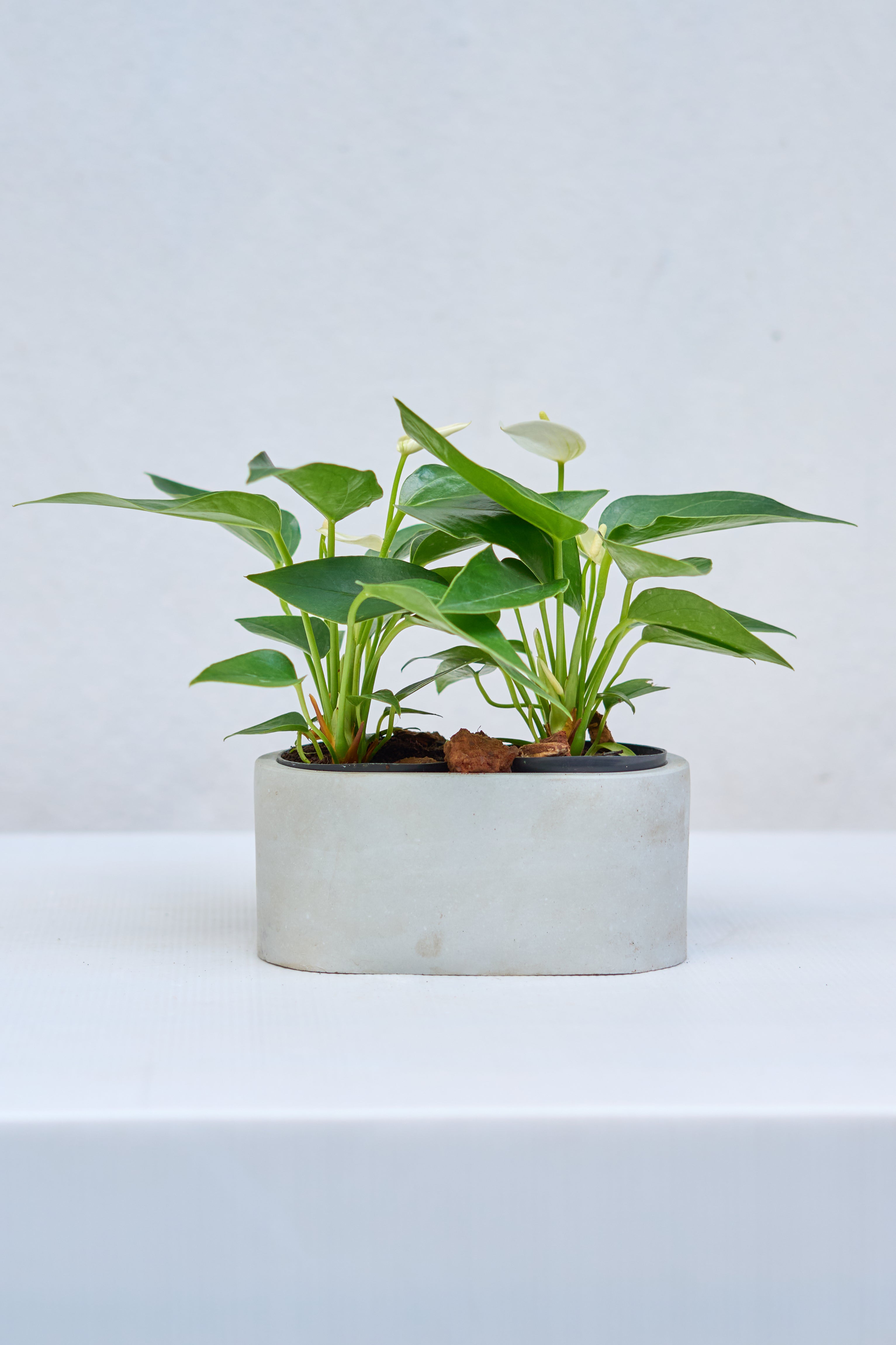 Matero Terrario Ovalo