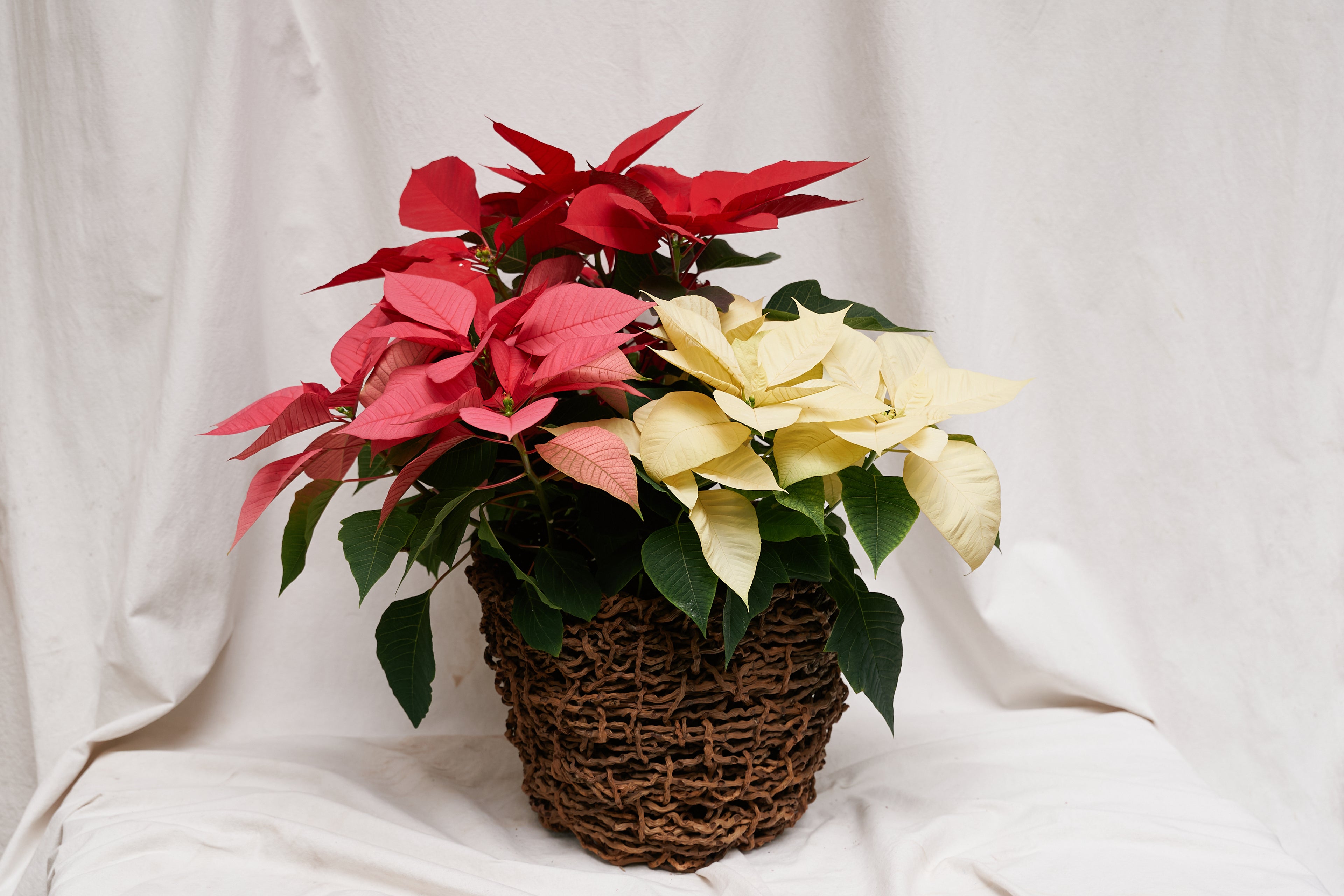 Tres poinsettias en canasta de palma