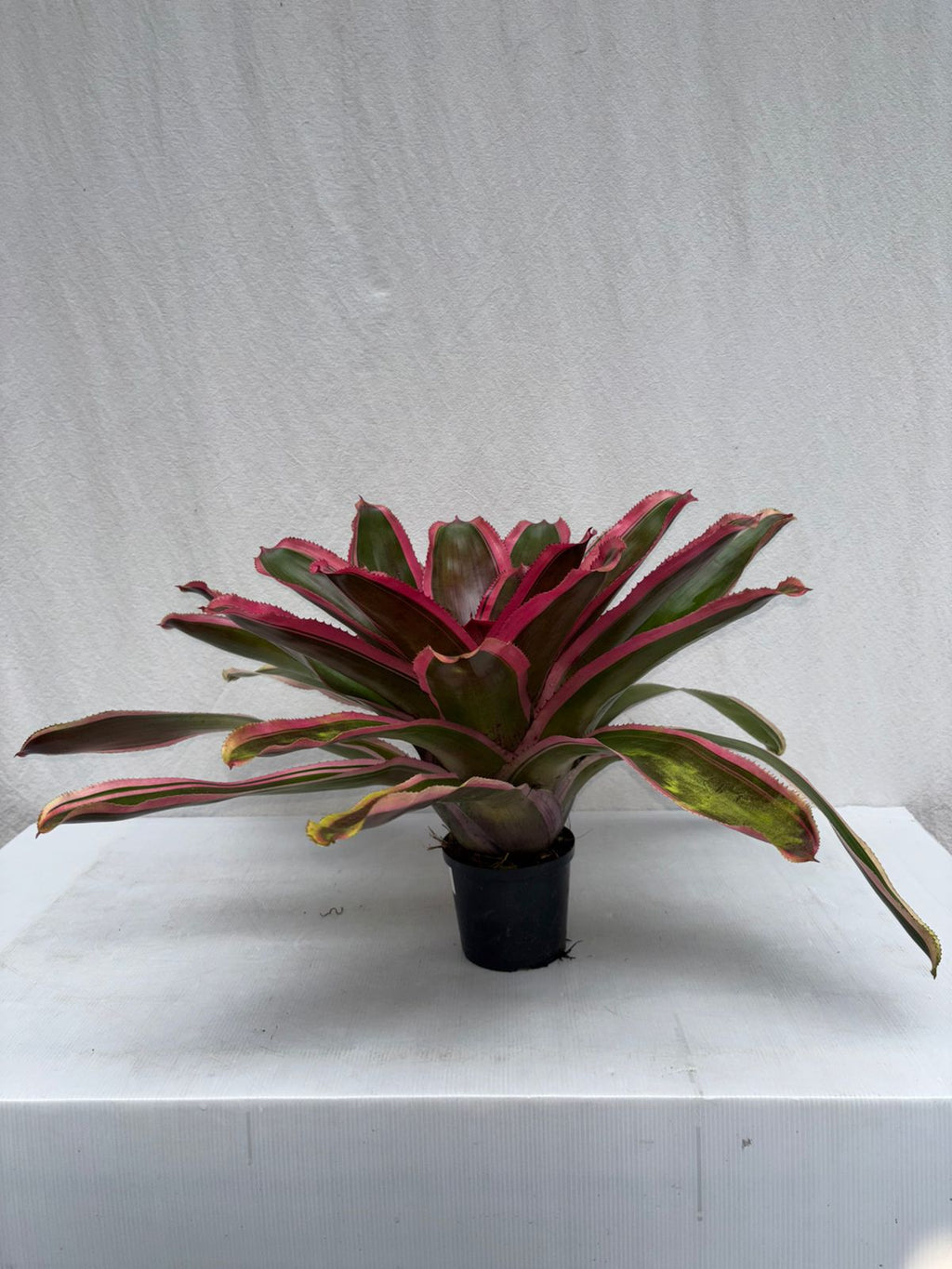 Neoregelia Cacharondo