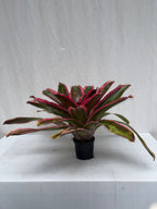 Neoregelia Cacharondo