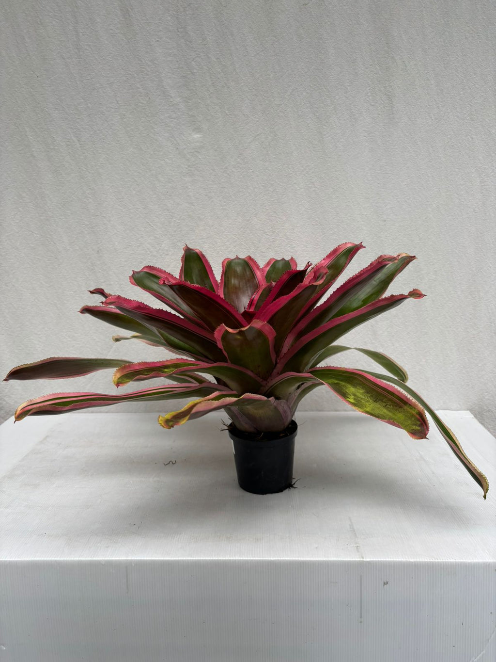 Neoregelia Cacharondo