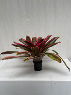 Neoregelia Cacharondo
