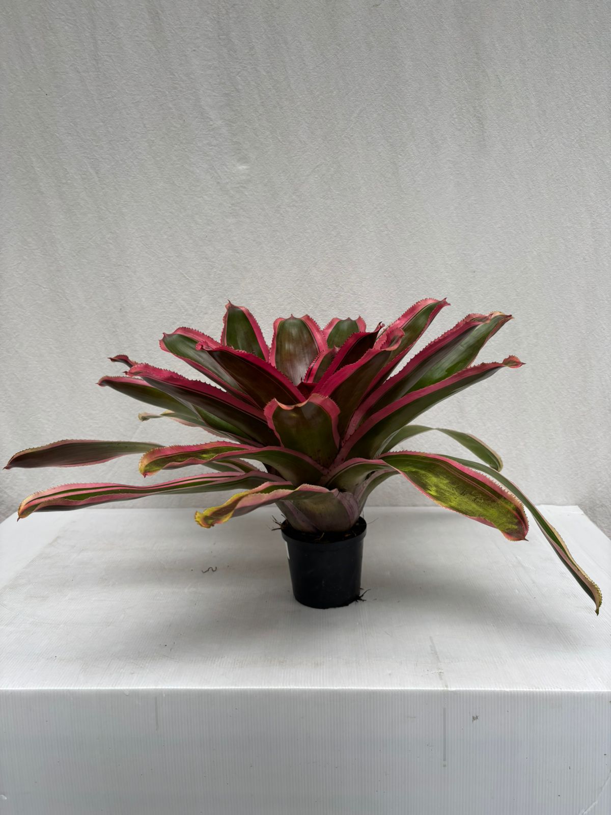Neoregelia Cacharondo