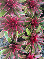 Neoregelia Cacharondo