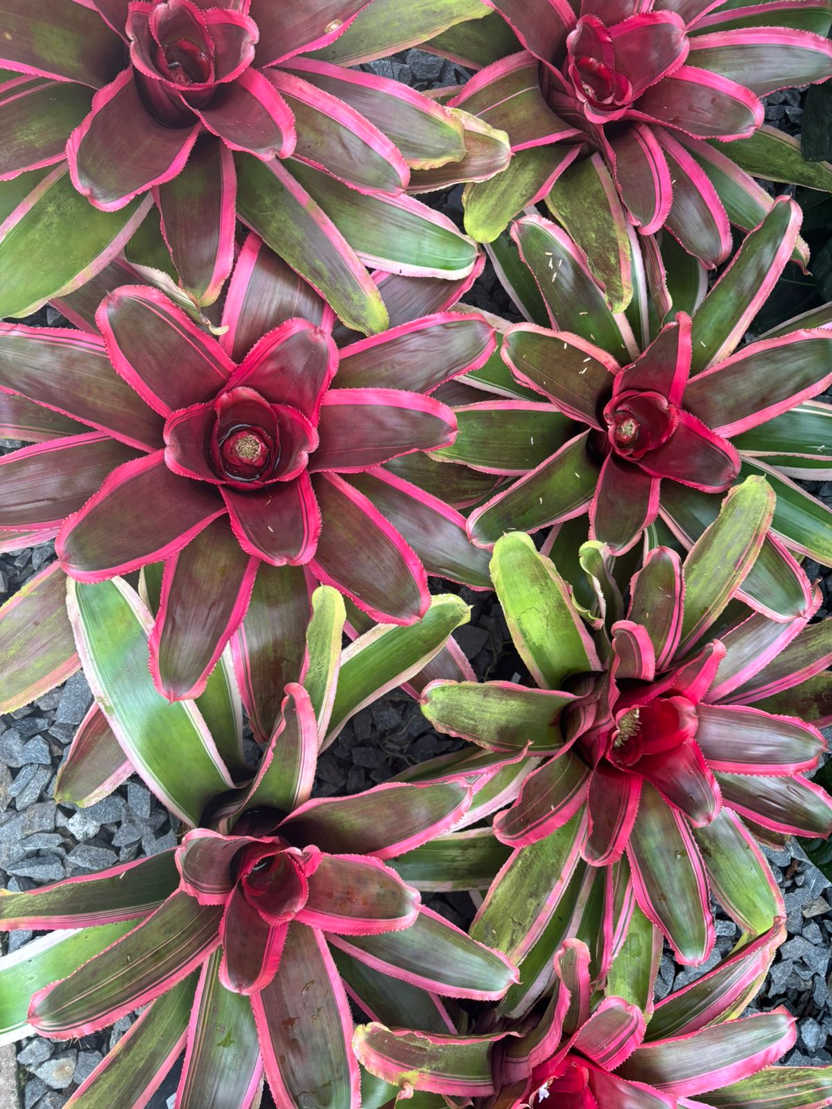 Neoregelia Cacharondo