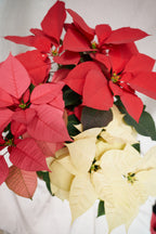 Poinsettia Roja Amarilla