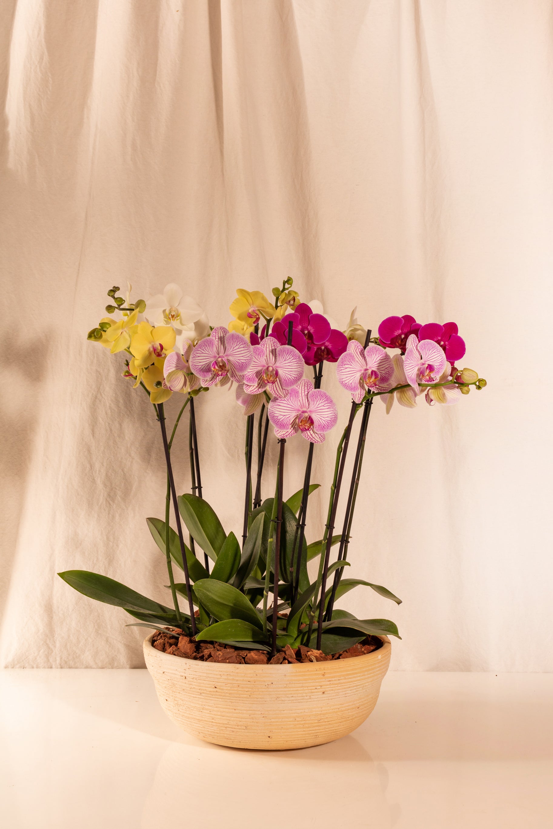 Combo 4 Phalaenopsis Grandes de 2 Tallos + Paila de Barro Blanco