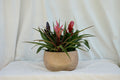 Matera Concrebarro Honda Baja Mediana con Vriesea Night Fever, Tillandsia Antonio y Vriesea Stream