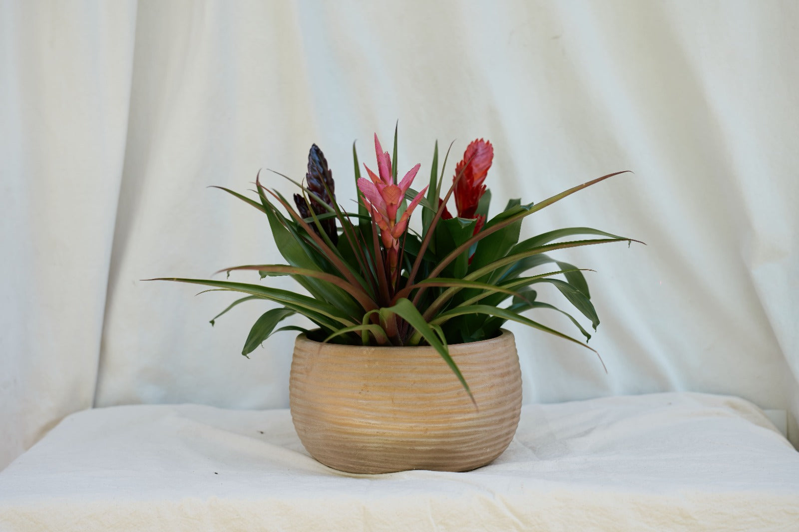 Matera Concrebarro Honda Baja Mediana con Vriesea Night Fever, Tillandsia Antonio y Vriesea Stream