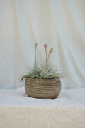 Matera Concrebarro Honda Baja Pequeña con 3 Tillandsia Tectorum