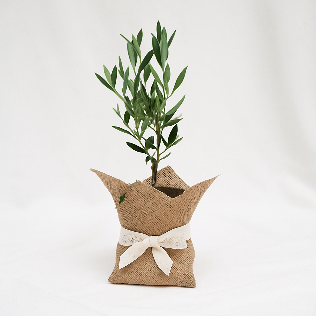 Mini Olivo en Yute