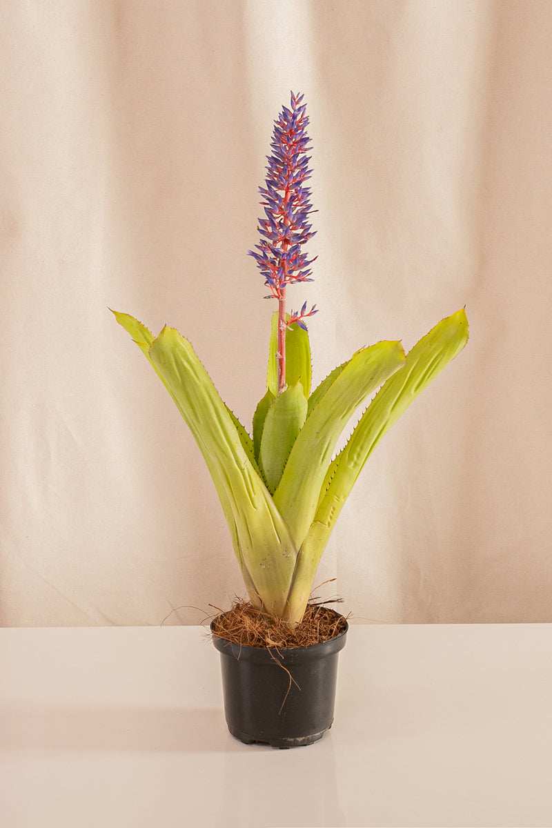 Aechmea Blue Tango - Casa Flora Vivarium