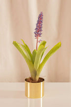 Aechmea Blue Tango - Casa Flora Vivarium
