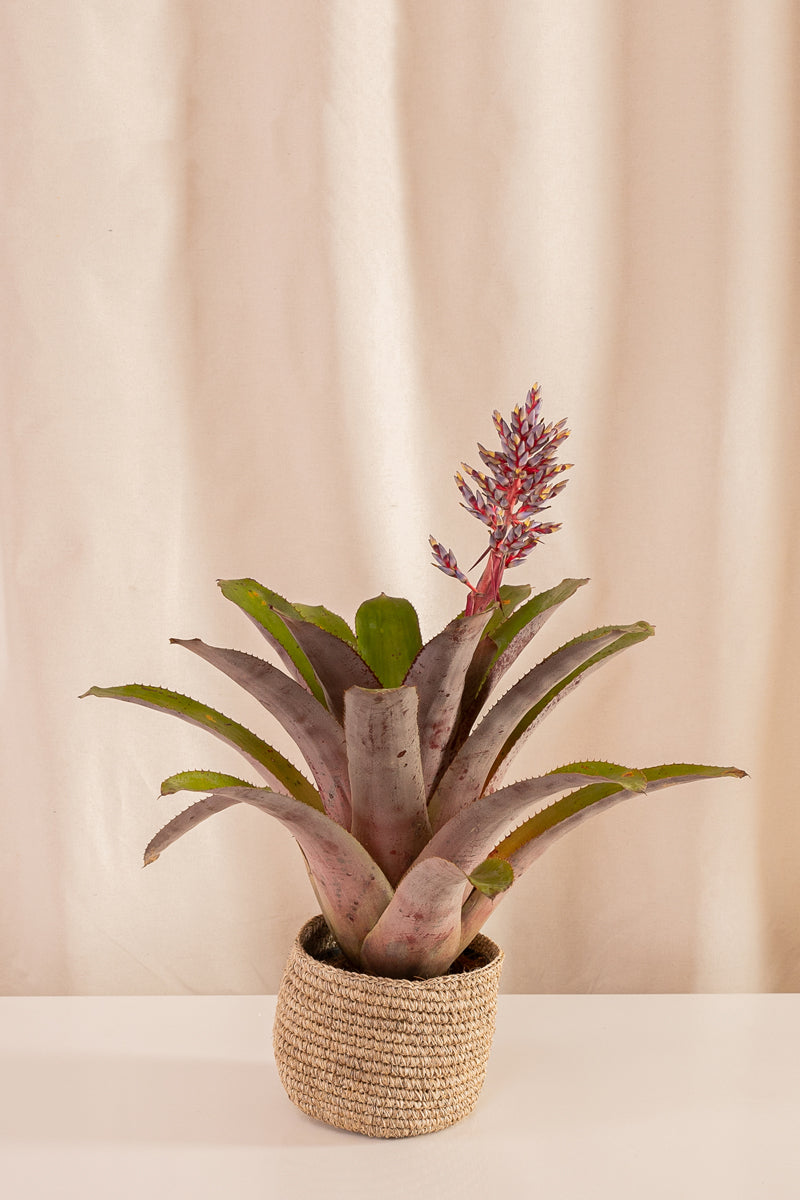 Fanático Casa Flora - Surtidas