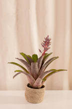 Fanático Casa Flora - Surtidas