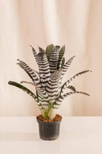 Aechmea Chantinii - Casa Flora Vivarium