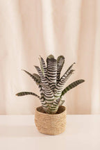 Canasto Fique 15cms de Diámetro - Casa Flora Vivarium