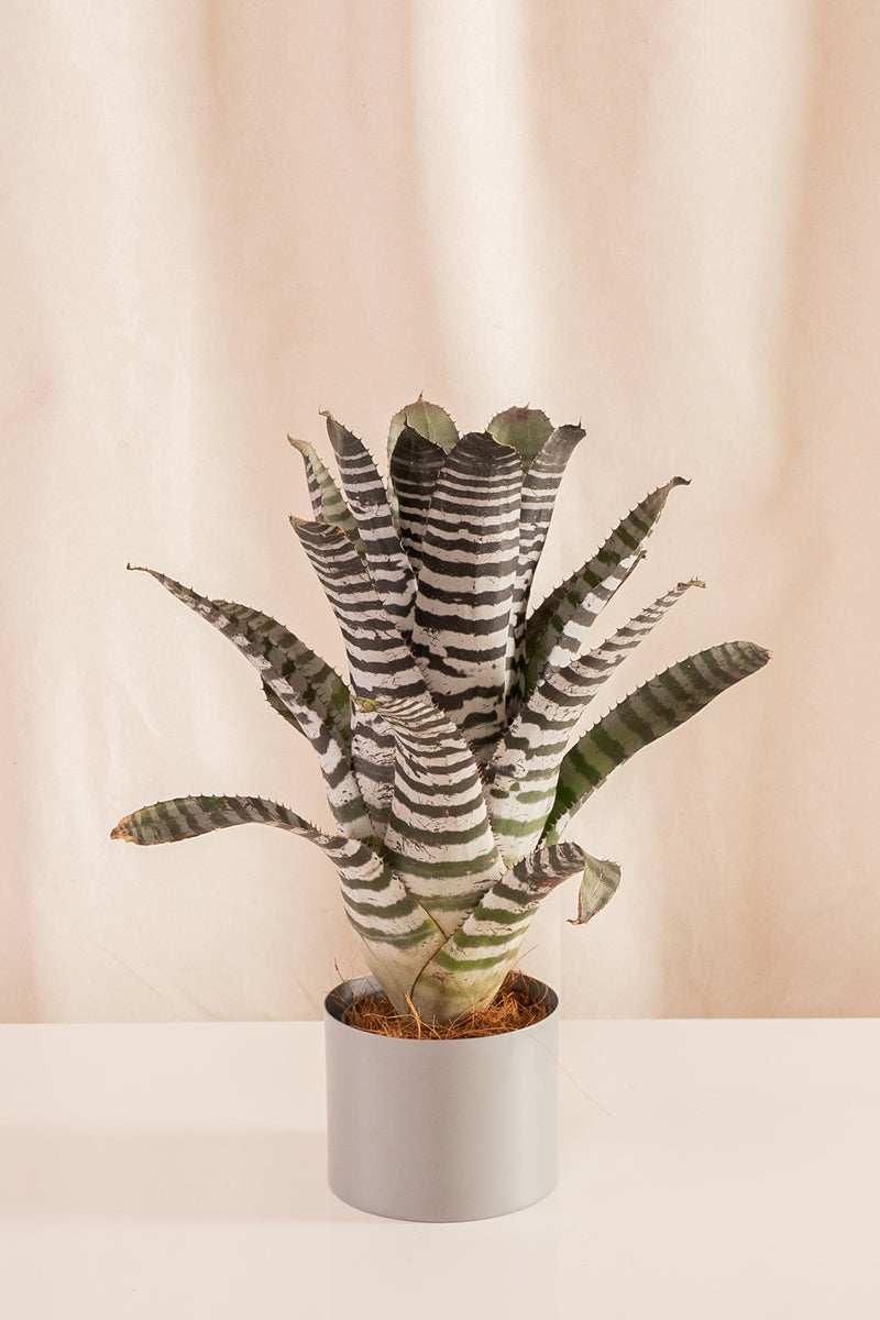 Aechmea Chantinii - Casa Flora Vivarium