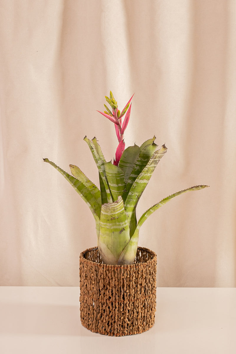 Matero de Palma 18cms de Diámetro