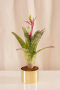 Aechmea Chantinii Clara - Casa Flora Vivarium