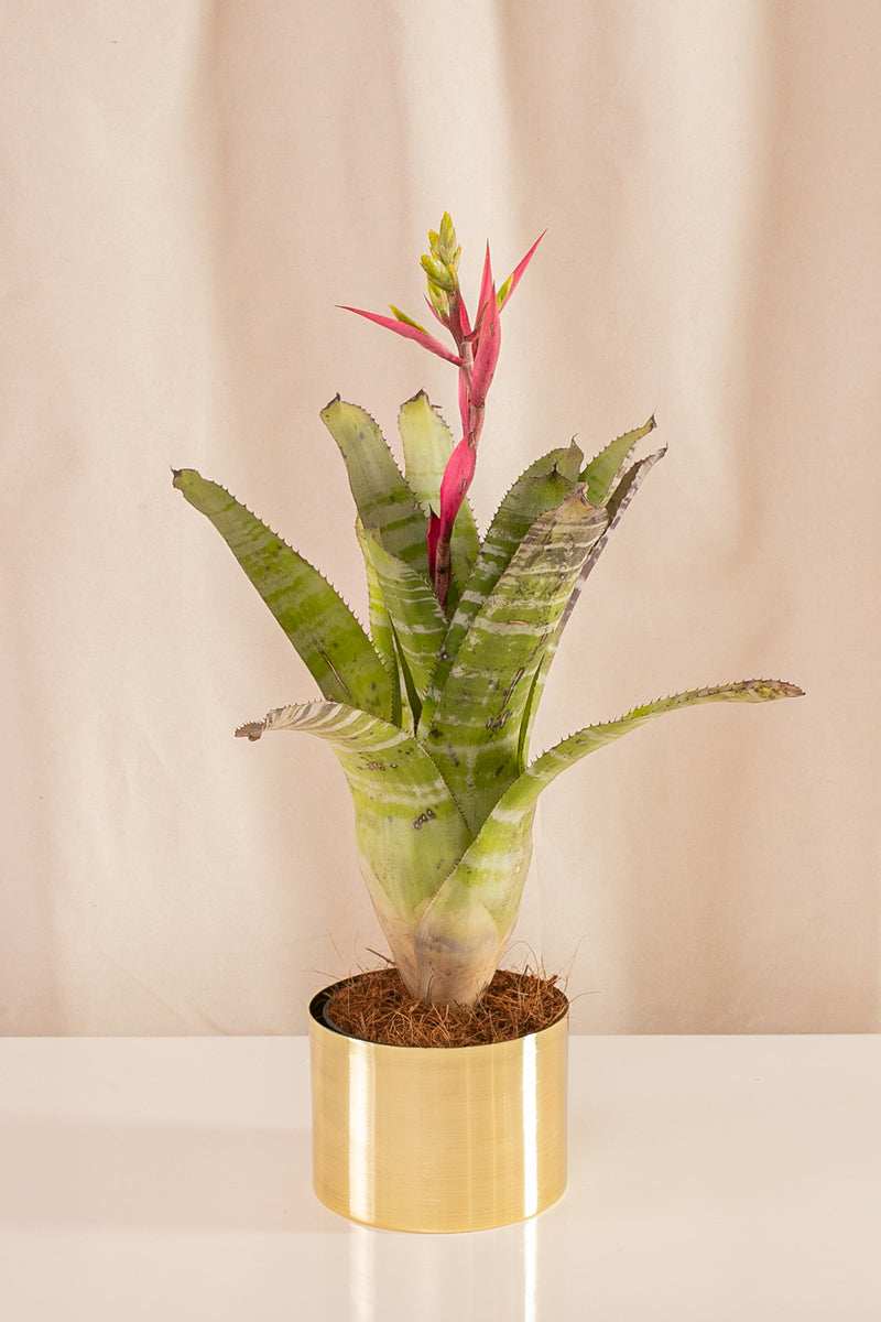 Aechmea Chantinii Clara - Casa Flora Vivarium