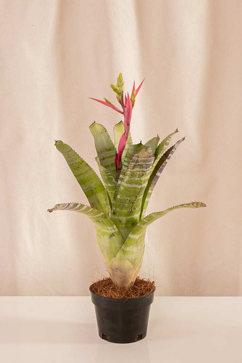 Aechmea Chantinii Clara - Casa Flora Vivarium