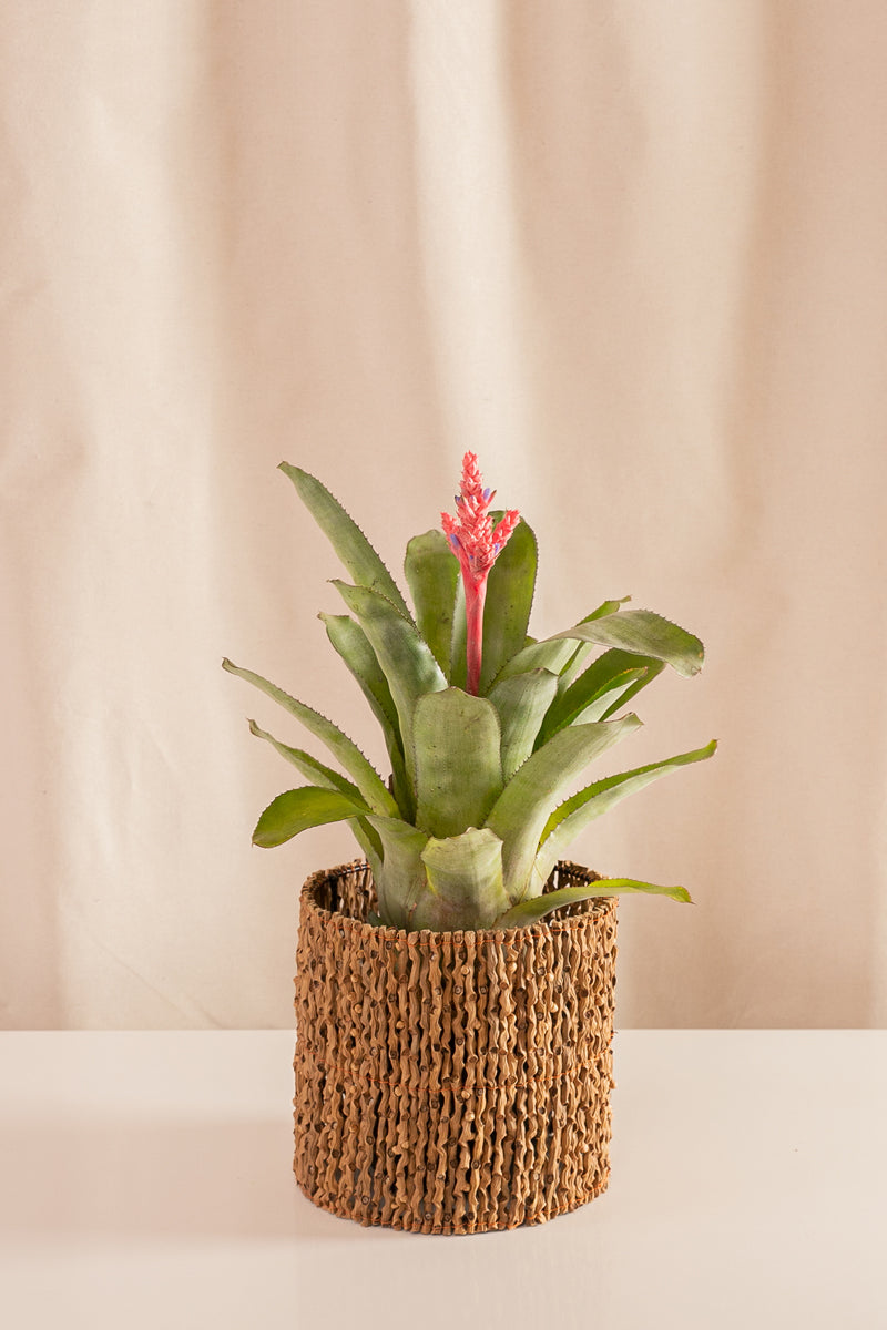 Matero de Palma 18cms de Diámetro