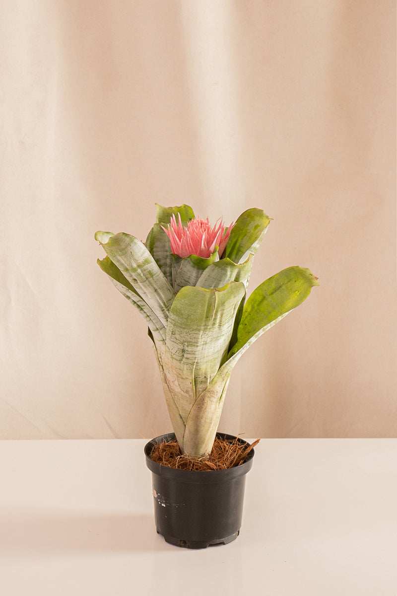 Aechmea Fasciata - Casa Flora Vivarium