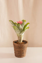 Matero de Palma con Base 18cms de Diámetro