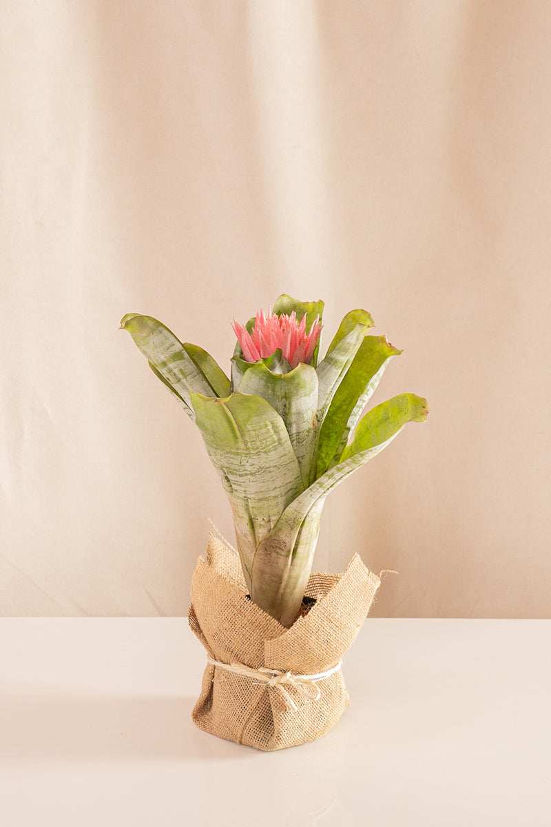Aechmea Fasciata - Casa Flora Vivarium