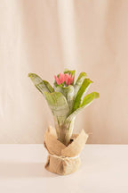 Aechmea Fasciata - Casa Flora Vivarium