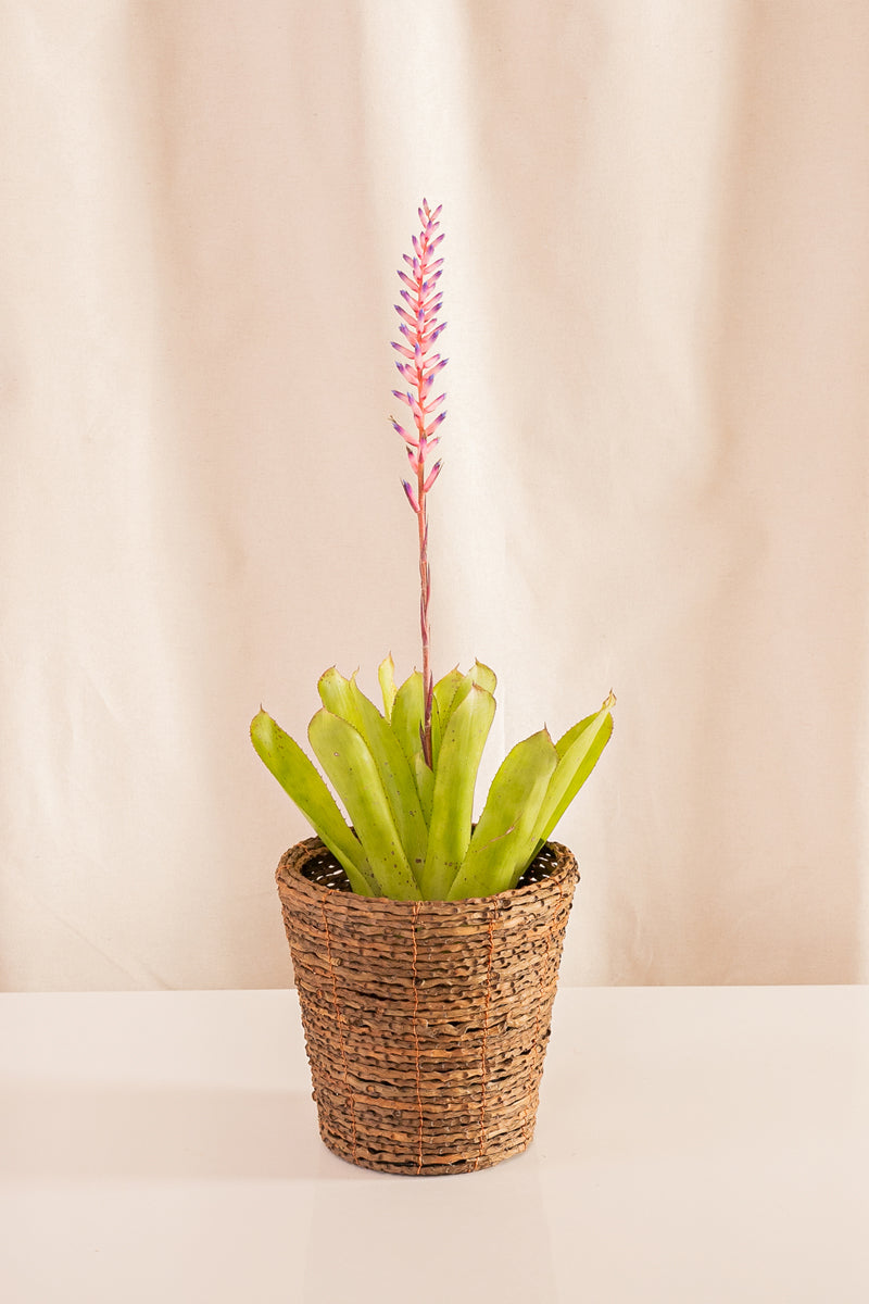 Matero de Palma con Base 18cms de Diámetro