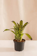 Aechmea Hyeroctica - Casa Flora Vivarium