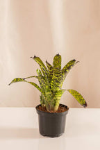 Aechmea Hyeroctica - Casa Flora Vivarium