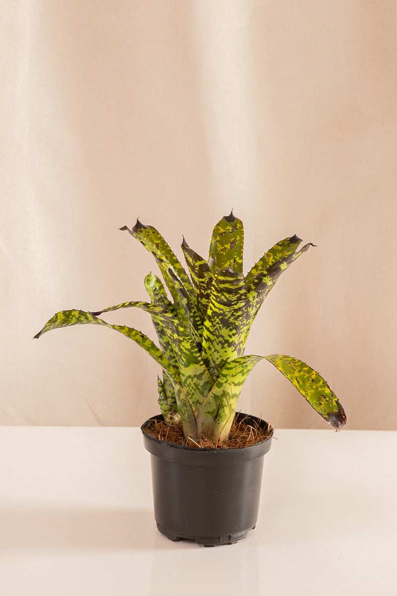 Aechmea Hyeroctica