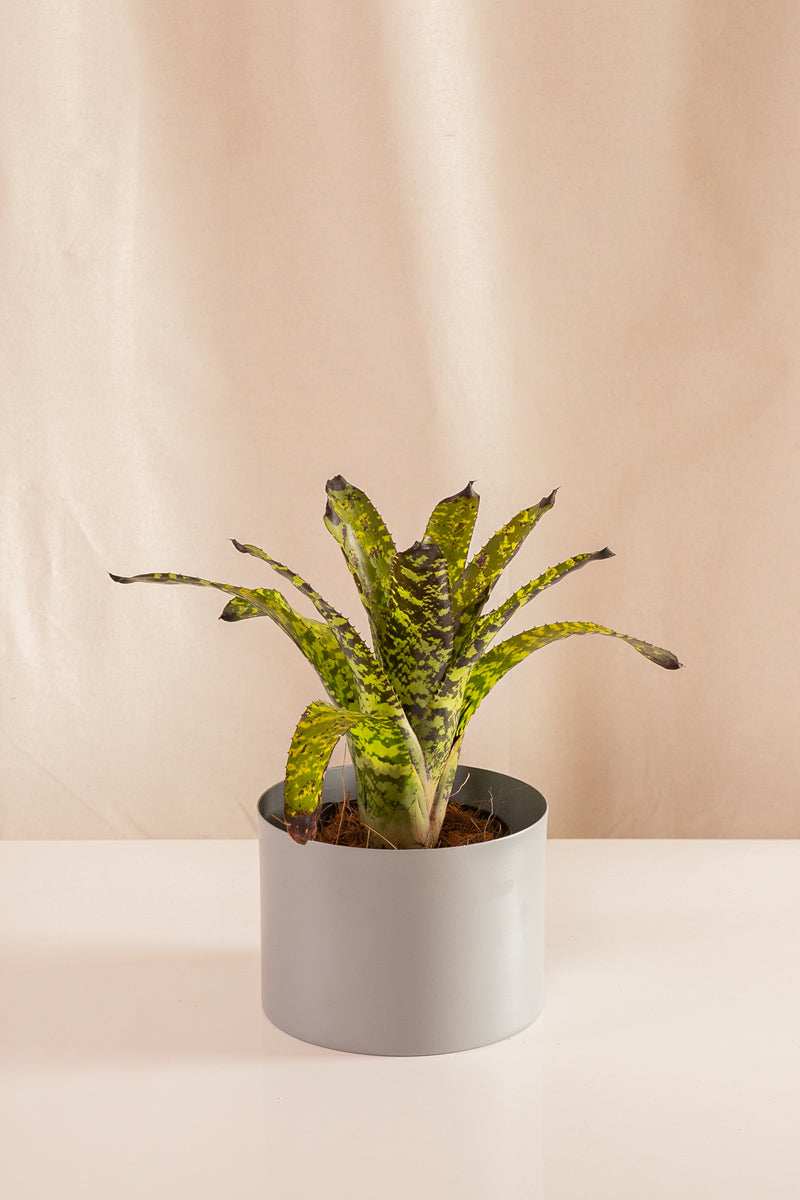 Aechmea Hyeroctica - Casa Flora Vivarium