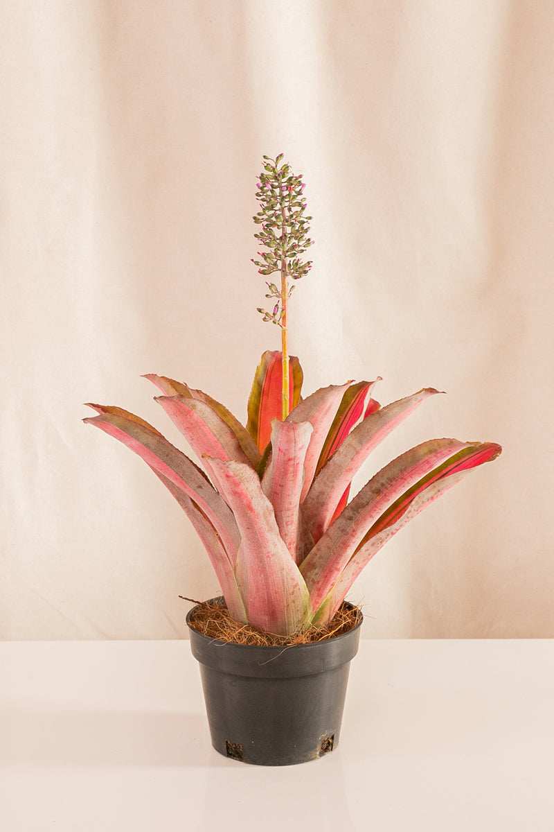 Aechmea Lueddemanniana Variegata - Casa Flora Vivarium